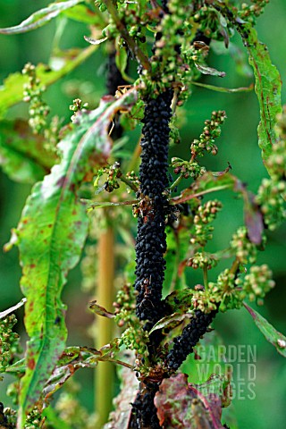 BLACK_APHIDS_ON_DOCK_RUMEX