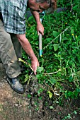 USING A GARDEN FORK TO REMOVE WEED