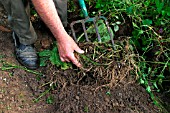 USING A GARDEN FORK TO REMOVE WEED,  SHAKING SOIL TO EXPOSE ROOTS