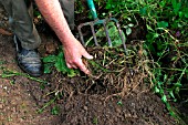 USING A GARDEN FORK TO REMOVE WEED,  SHAKING SOIL TO EXPOSE ROOTS