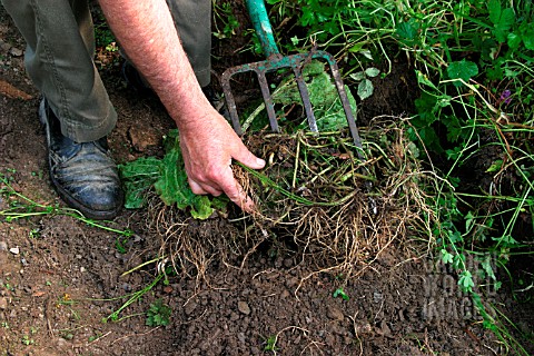 USING_A_GARDEN_FORK_TO_REMOVE_WEED__SHAKING_SOIL_TO_EXPOSE_ROOTS