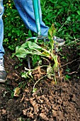 USING A GARDEN FORK TO REMOVE WEED,  SHAKING SOIL TO EXPOSE ROOTS