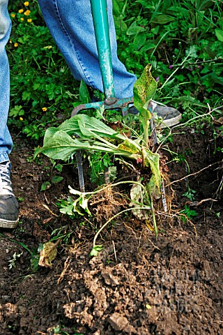 USING_A_GARDEN_FORK_TO_REMOVE_WEED__SHAKING_SOIL_TO_EXPOSE_ROOTS
