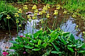 PRIMULA FLORINDAE (HIMALAYAN COWSLIP)