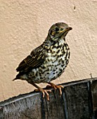 YOUNG MISTLE THRUSH PERCHING ON BARREL