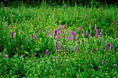 MARSH ORCHIDS FLOWER IN MEADOW