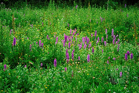 MARSH_ORCHIDS_FLOWER_IN_MEADOW