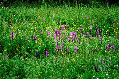 MARSH_ORCHIDS_FLOWER_IN_MEADOW