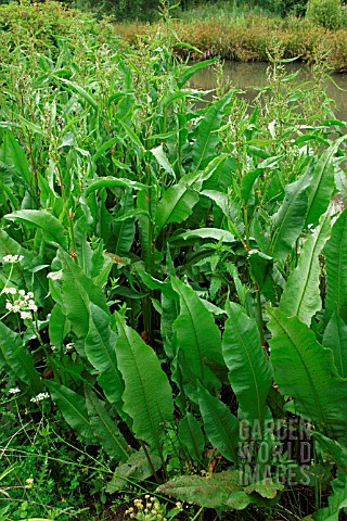 RUMEX_HYDROLAPATHAN_GREAT_WATER_DOCK_PLANT