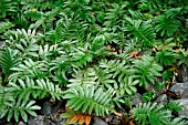 POTENTILLA ANSERINA (SILVERWEED)