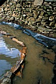 BUILDING BOGGY AREA (BOG GARDEN) RETAINING WALL