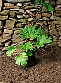 PLANTING A GUNNERA IN BOG GARDEN,  STEP1,  CHOOSE SUITABLE LOCATION