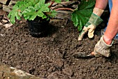 PLANTING A GUNNERA IN BOG GARDEN,  STEP2,  DIG OUT HOLE