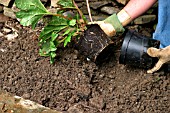 PLANTING A GUNNERA IN BOG GARDEN,  STEP3,  REMOVE PLANT FROM POT