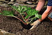 PLANTING A GUNNERA IN BOG GARDEN,  STEP4,  PLACE PLANT IN HOLE