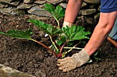 PLANTING A GUNNERA IN BOG GARDEN,  STEP5,  BACKFILL WITH SOIL AND FIRM AROUND