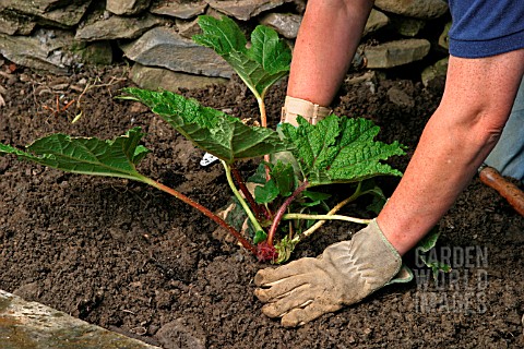 PLANTING_A_GUNNERA_IN_BOG_GARDEN__STEP5__BACKFILL_WITH_SOIL_AND_FIRM_AROUND