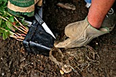 PLANTING LOOSESTRIFE (LYSIMACHIA)IN BOG GARDEN,  STEP1,  CUT AWAY POT