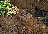 PLANTING LOOSESTRIFE (LYSIMACHIA)IN BOG GARDEN,  STEP2,  ROOTS