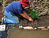 PLANTING LOOSESTRIFE (LYSIMACHIA)IN BOG GARDEN,  STEP3,  PLACE PLANT IN HOLE