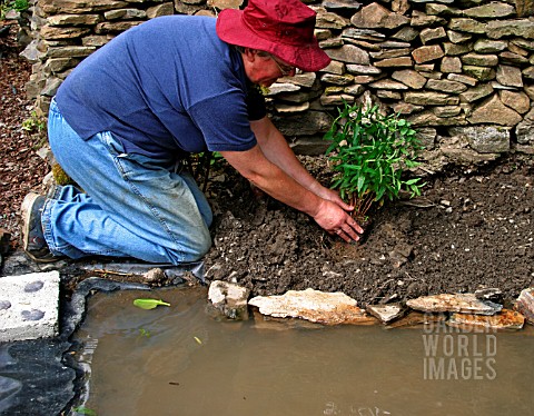 PLANTING_LOOSESTRIFE_LYSIMACHIAIN_BOG_GARDEN__STEP3__PLACE_PLANT_IN_HOLE