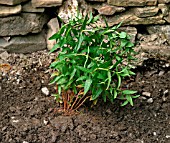 PLANTING LOOSESTRIFE (LYSIMACHIA)IN BOG GARDEN,  STEP4,  FIRM SOIL ROUND