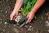 PLANTING ALISMA PLANTAGO AQUATICA (WATER PLANTAIN) IN BOG GARDEN