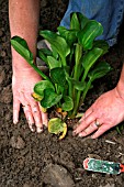 PLANTING ALISMA PLANTAGO AQUATICA (WATER PLANTAIN)IN BOG GARDEN,  FIRM SOIL ROUND PLANT