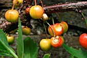 WOOD LOUSE DAMAGE TO CHERRIES