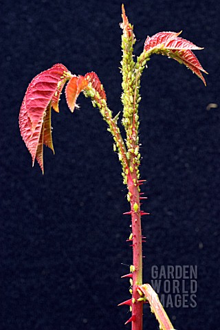 GREEN_APHIDS_ON_YOUNG_ROSE_SHOOT