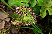 MILDEW DAMAGE ON MARSH MARIGOLD (CALTHA PALUSTRIS)