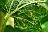 APHID ATTACK ON BLACKCURRANTS LEAVES