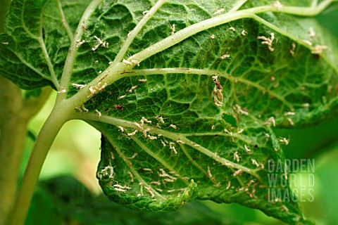 APHID_ATTACK_ON_BLACKCURRANTS_LEAVES