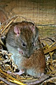 BROWN RAT (RATTUS NORVEGICUS)
