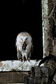 BARN OWL (TYTO ALBA) SWALLOWING MOUSE