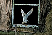 BARN OWL (TYTO ALBA) LANDING THROUGH BROKEN BARN WINDOW