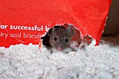 HOUSE MOUSE (MUS DOMESTICUS) LOOKING OUT THROUGH HOLE