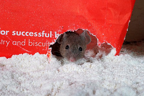 HOUSE_MOUSE_MUS_DOMESTICUS_LOOKING_OUT_THROUGH_HOLE