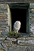 BARN OWL (TYTO ALBA) STANDING IN BARN WINDOW