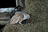 BARN OWL (TYTO ALBA) EATING PRAY ON HAY BALE