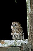 TAWNY OWL (STRIX ALUCO) STANDING IN BARN WINDOW