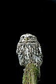 LITTLE OWL (ATHENE NOCTUA) SITTING ON POST