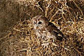 TAWNY OWL (STRIX ALUCO) SITTING ON STRAW BALE