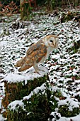 BARN OWL (TYTO ALBA) SITTING ON SNOW COVERED TRUNK