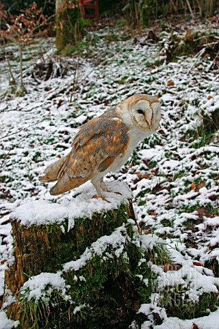 BARN_OWL_TYTO_ALBA_SITTING_ON_SNOW_COVERED_TRUNK