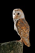 BARN OWL (TYTO ALBA)  ON POST AT NIGHT