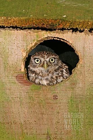 LITTLE_OWL_ATHENE_NOCTUA_LOOKING_OUT_OF_NESTBOX