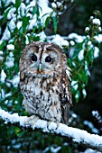 TAWNY OWL (STRIX ALUCO) SITTING ON SNOW COVERED BRANCH