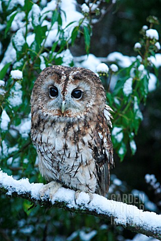 TAWNY_OWL_STRIX_ALUCO_SITTING_ON_SNOW_COVERED_BRANCH