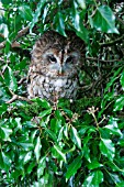TAWNY OWL (STRIX ALUCO) ROOSTING IN IVY COVERED TREE